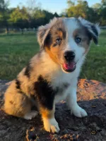 Bella, a female Toy Australian Shepherd for sale in Wills Point, TX – 1 of 10