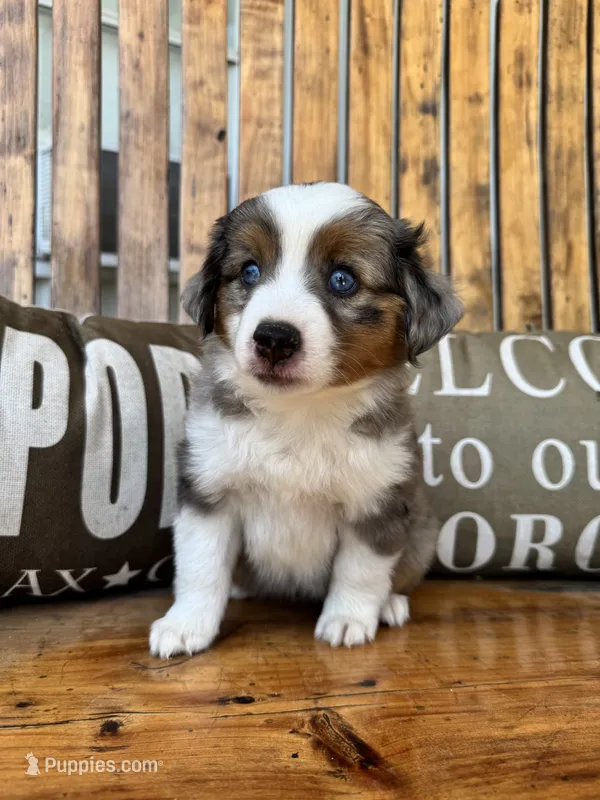 Martha – Toy Australian Shepherd puppy for sale in Wills Point, TX