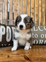 Martha, a female Toy Australian Shepherd for sale in Wills Point, TX – 1 of 10