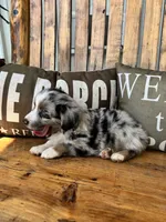 Bluey, a male Toy Australian Shepherd for sale in Wills Point, TX – 4 of 10