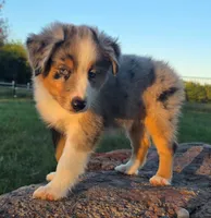 Bella, a female Toy Australian Shepherd for sale in Wills Point, TX – 7 of 10