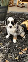 George, a male Toy Australian Shepherd for sale in Wills Point, TX – 4 of 8