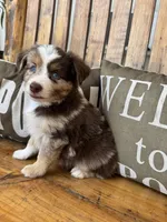 Malachi, a male Toy Australian Shepherd for sale in Wills Point, TX – 7 of 10
