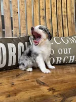 Jake, a male Toy Australian Shepherd for sale in Wills Point, TX – 5 of 10