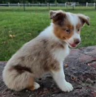 Merada, a female Toy Australian Shepherd for sale in Wills Point, TX – 4 of 10