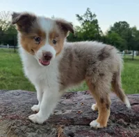 Merada, a female Toy Australian Shepherd for sale in Wills Point, TX – 7 of 10