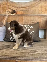 Malachi, a male Toy Australian Shepherd for sale in Wills Point, TX – 9 of 10