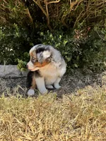 Martha, a female Toy Australian Shepherd for sale in Wills Point, TX – 5 of 10