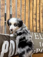 Jake, a male Toy Australian Shepherd for sale in Wills Point, TX – 2 of 10