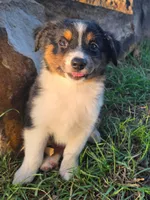 Milo, a male Toy Australian Shepherd for sale in Wills Point, TX – 7 of 9