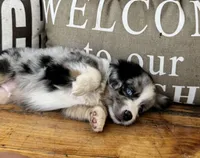 Bluey, a male Toy Australian Shepherd for sale in Wills Point, TX – 2 of 10