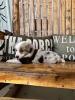 Charley, a male Toy Australian Shepherd for sale in Wills Point, TX – 7 of 10
