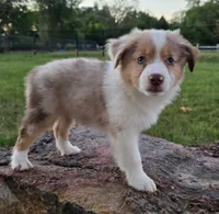 Dallas, a male Toy Australian Shepherd for sale in Wills Point, TX – 6 of 8