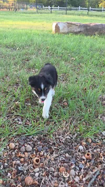 Milo, a male Toy Australian Shepherd for sale in Wills Point, TX – 9 of 9