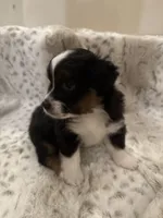 Penelope, a female Toy Australian Shepherd for sale in Wills Point, TX – 5 of 9