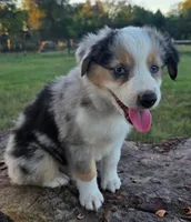 Koda, a male Toy Australian Shepherd for sale in Wills Point, TX – 9 of 9