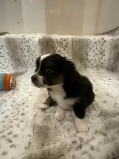 Penelope, a female Toy Australian Shepherd for sale in Wills Point, TX – 4 of 9
