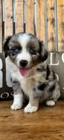 Bluey, a male Toy Australian Shepherd for sale in Wills Point, TX – 8 of 10