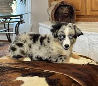 Bluey, a male Toy Australian Shepherd for sale in Wills Point, TX – 2 of 10