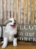 Charley, a male Toy Australian Shepherd for sale in Wills Point, TX – 4 of 10