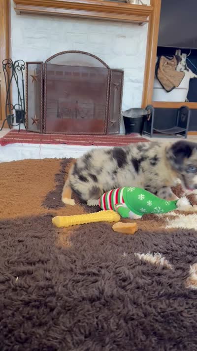 Bluey, a male Toy Australian Shepherd for sale in Wills Point, TX – 10 of 10