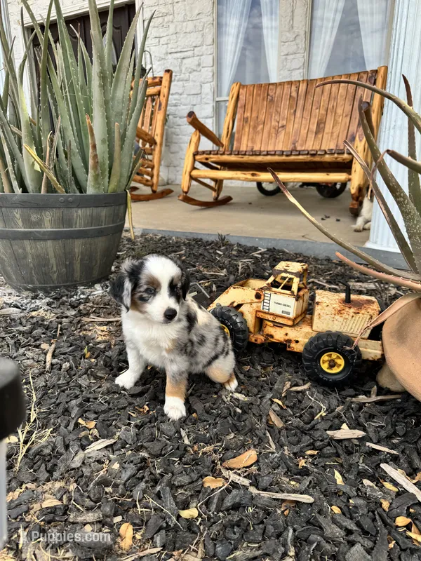 George – Toy Australian Shepherd puppy for sale in Wills Point, TX