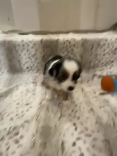 George, a male Toy Australian Shepherd for sale in Wills Point, TX – 10 of 10
