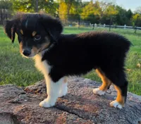 Ryder, a male Toy Australian Shepherd for sale in Wills Point, TX – 6 of 9