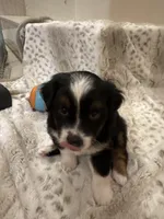 Penelope, a female Toy Australian Shepherd for sale in Wills Point, TX – 3 of 9