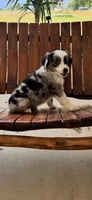 George, a male Toy Australian Shepherd for sale in Wills Point, TX – 6 of 8