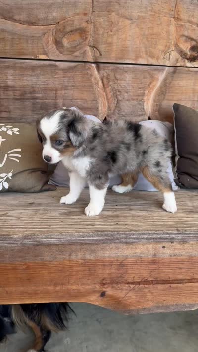 Martha, a female Toy Australian Shepherd for sale in Wills Point, TX – 10 of 10