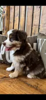 Malachi, a male Toy Australian Shepherd for sale in Wills Point, TX – 8 of 10
