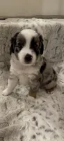 George, a male Toy Australian Shepherd for sale in Wills Point, TX – 7 of 10