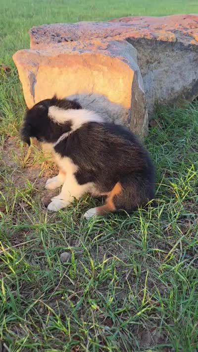 Ryder, a male Toy Australian Shepherd for sale in Wills Point, TX – 9 of 9