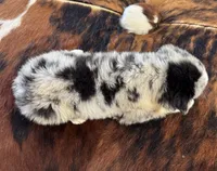 Bluey, a male Toy Australian Shepherd for sale in Wills Point, TX – 5 of 10