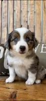 Martha, a female Toy Australian Shepherd for sale in Wills Point, TX – 9 of 10