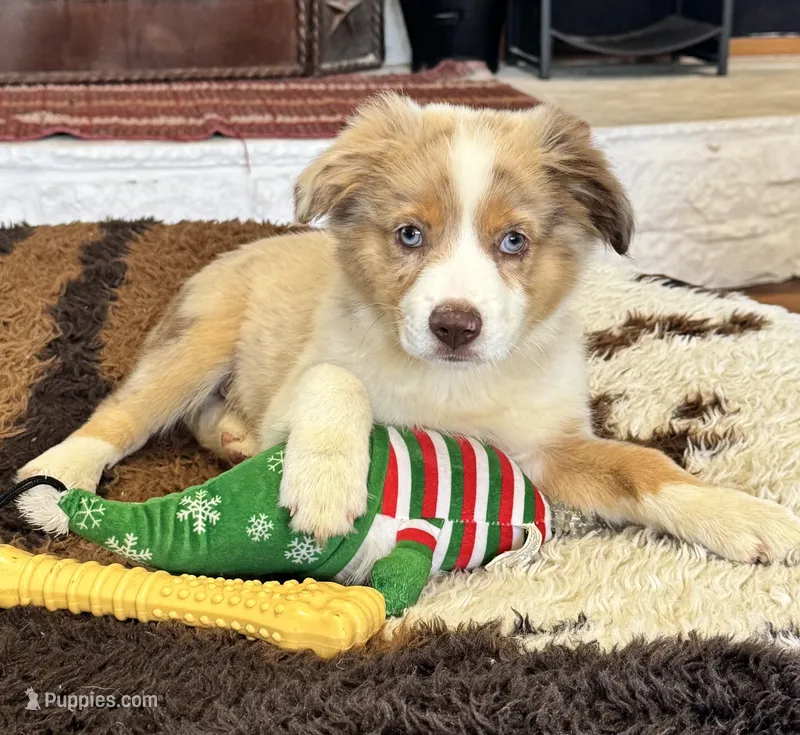 Dallas – Toy Australian Shepherd puppy for sale in Wills Point, TX