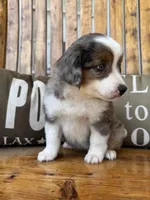 Martha, a female Toy Australian Shepherd for sale in Wills Point, TX – 4 of 10