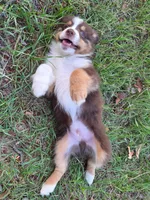 Teddy, a male Toy Australian Shepherd for sale in Wills Point, TX – 6 of 9