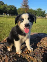 Flynn, a male Toy Australian Shepherd for sale in Wills Point, TX – 2 of 10