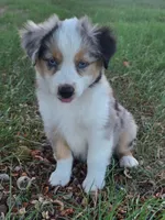Koda, a male Toy Australian Shepherd for sale in Wills Point, TX – 4 of 9