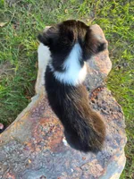 Ryder, a male Toy Australian Shepherd for sale in Wills Point, TX – 5 of 9