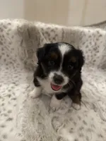 Penelope, a female Toy Australian Shepherd for sale in Wills Point, TX – 2 of 9