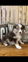 Malachi, a male Toy Australian Shepherd for sale in Wills Point, TX – 4 of 10