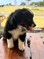 Penelope, a female Toy Australian Shepherd for sale in Wills Point, TX – 5 of 10