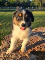 Milo, a male Toy Australian Shepherd for sale in Wills Point, TX – 6 of 9
