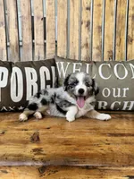 Bluey, a male Toy Australian Shepherd for sale in Wills Point, TX – 6 of 10