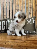 Charley, a male Toy Australian Shepherd for sale in Wills Point, TX – 9 of 10