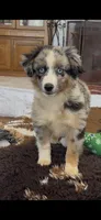 Bluey, a male Toy Australian Shepherd for sale in Wills Point, TX – 8 of 10