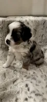 George, a male Toy Australian Shepherd for sale in Wills Point, TX – 8 of 10